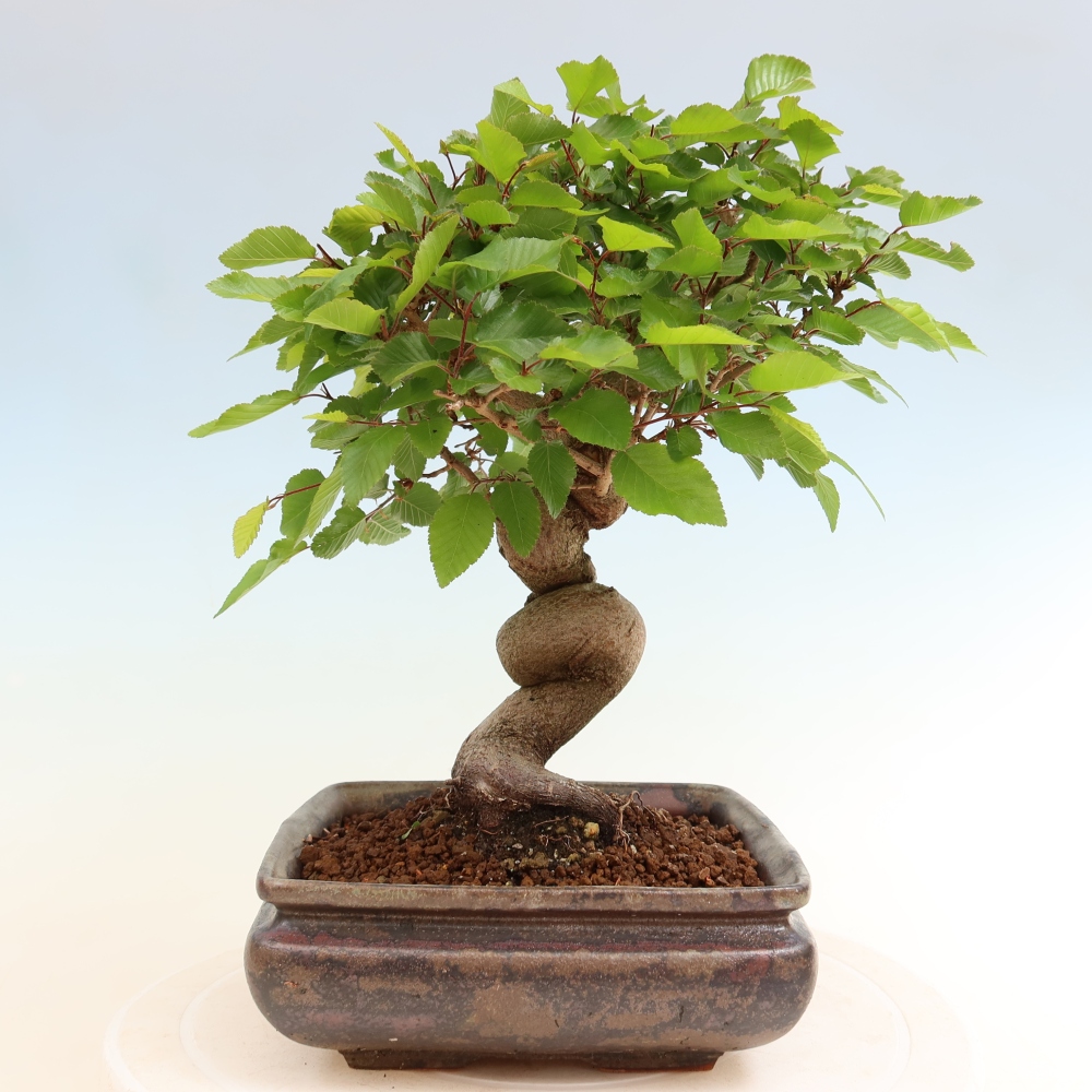 Outdoor bonsai - Carpinus coreana - grab koreański