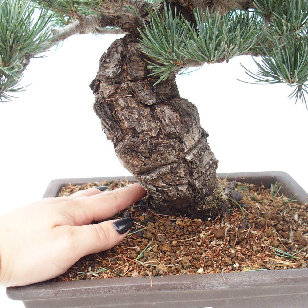 Outdoor bonsai - Pinus parviflora - Mała sosna