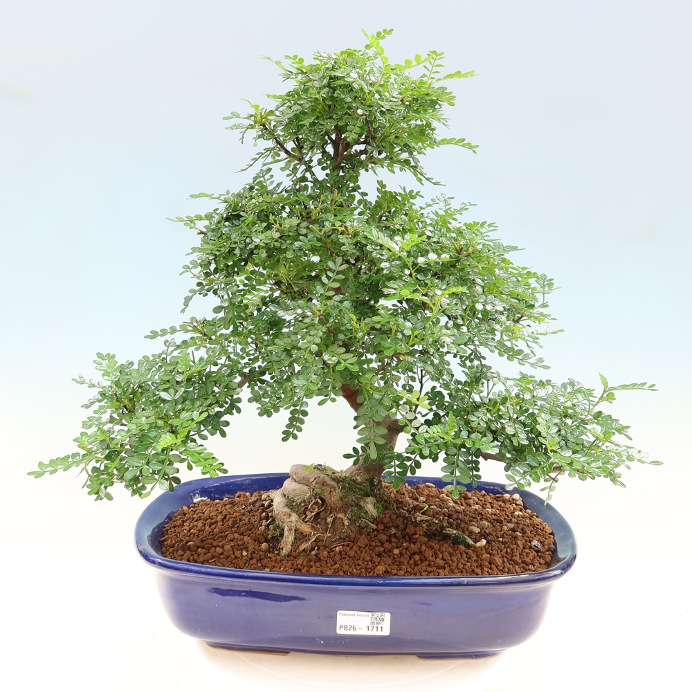 Pokój bonsai - Zantoxylum piperitum - drzewo pieprzowe