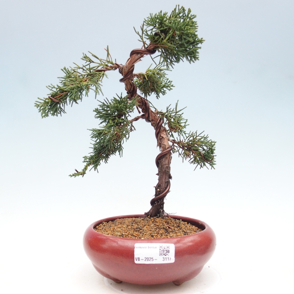 Bonsai zewnętrzne - Juniperus chinensis Kishu - Jałowiec chiński
