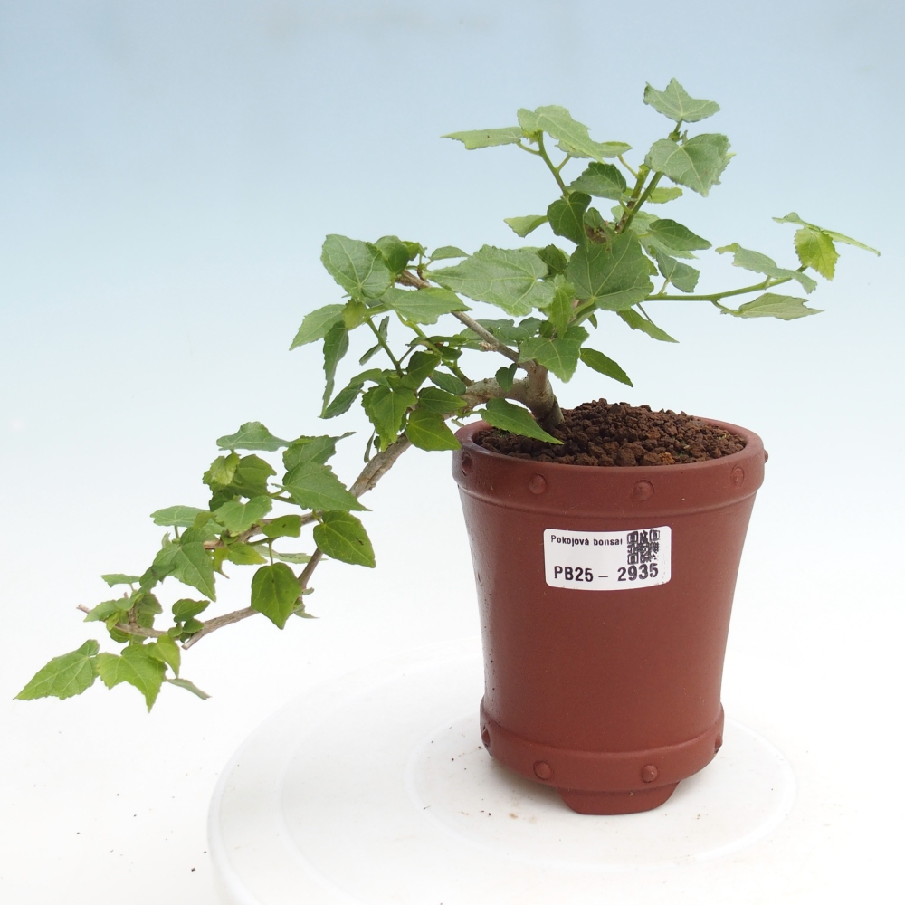 Kryte bonsai - Malvaviscus arboreus - hibiskus drzewny