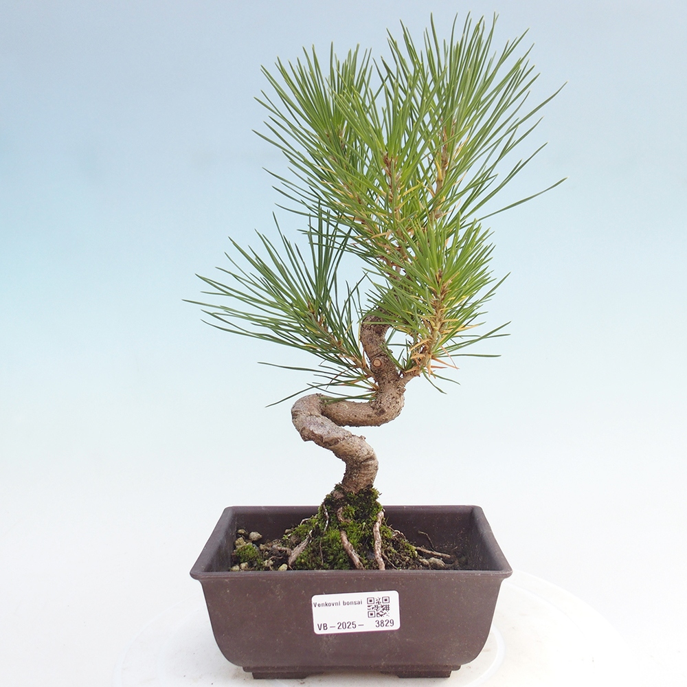 Outdoor bonsai - Pinus thunbergii - sosna Thunberga