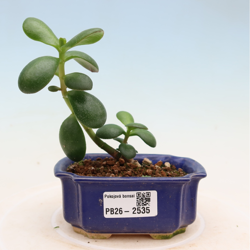 Pokój bonsai - Portulakaria Afra - Tlustice