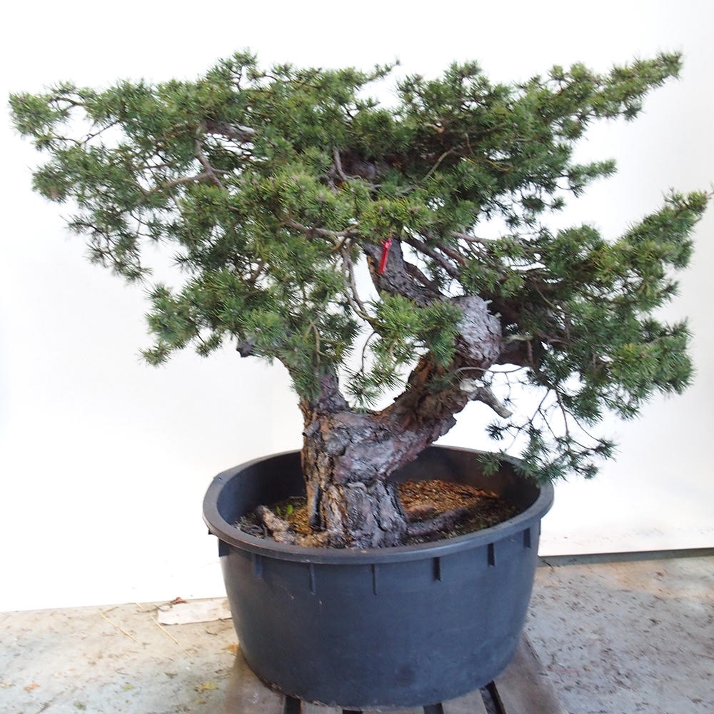 Yamadori - Pinus sylvestris Hiszpania
