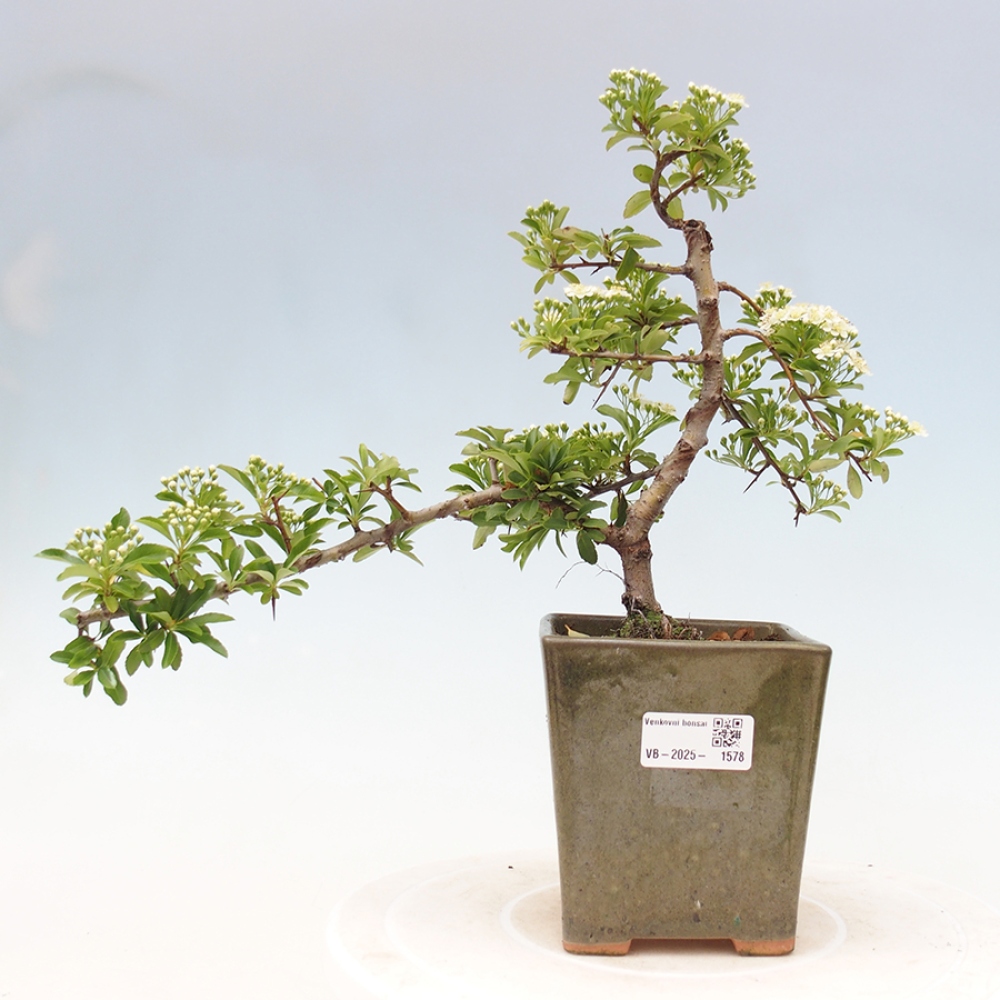 Outdoor Bonsai-Pyracanta Teton-Piekarnia
