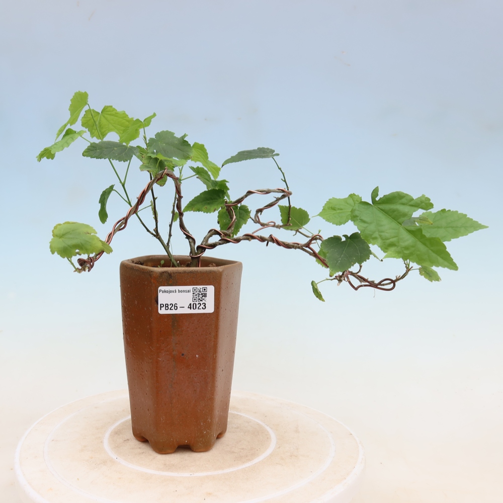 Bonsai domowe - Abutilon Big Bell - Cloudberry