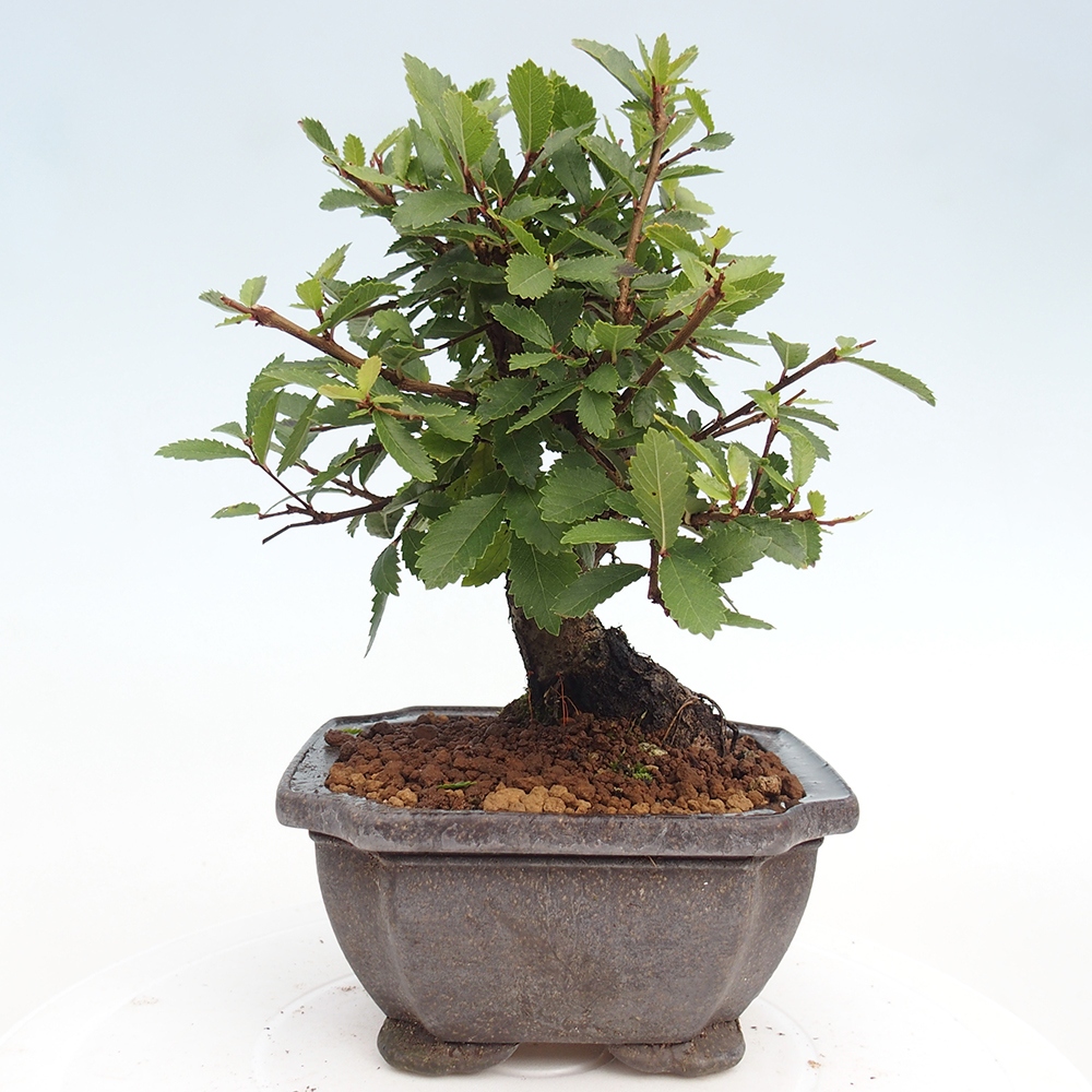 Bonsai zewnętrzne - Zelkova - Zelkova NIRE