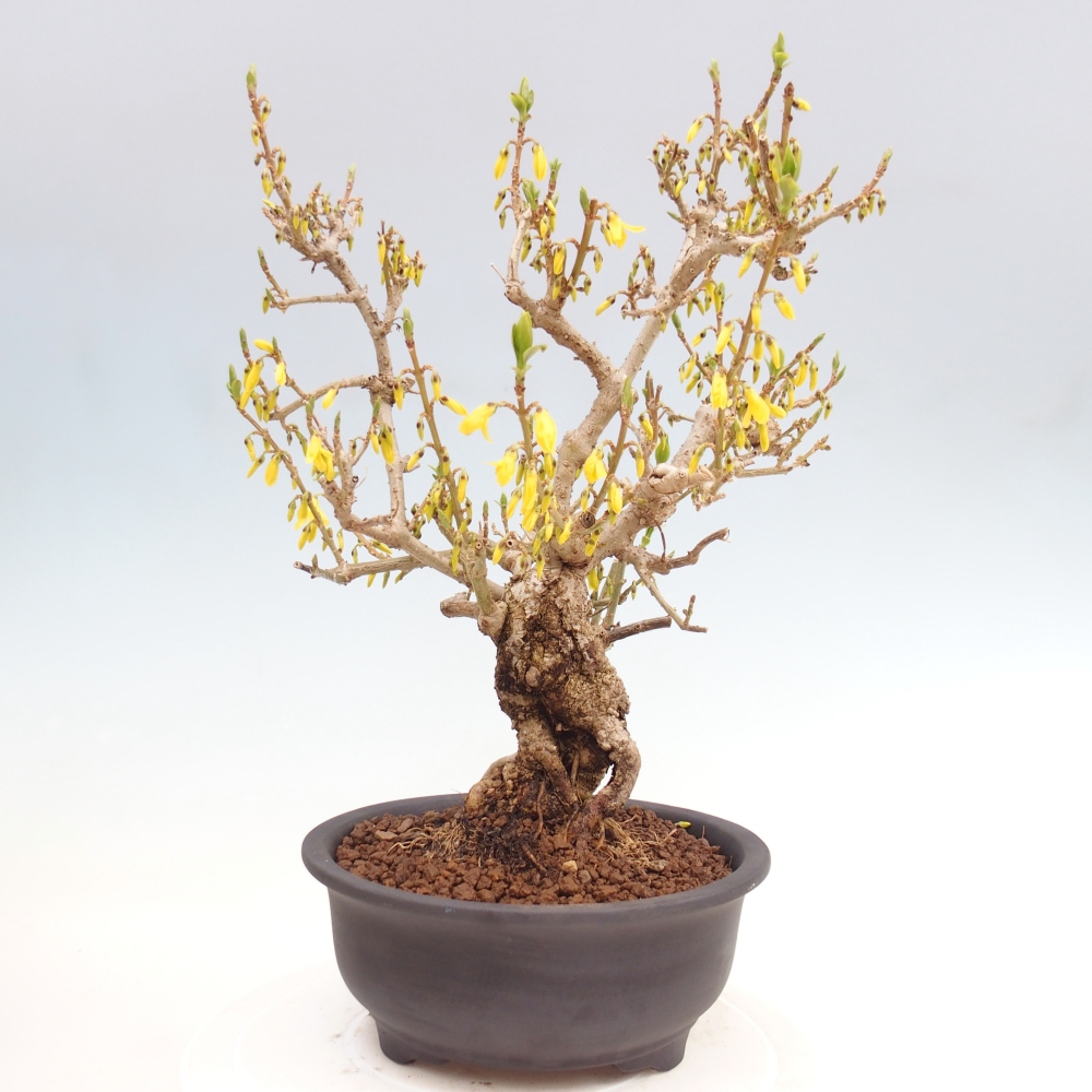 Outdoor bonsai - Zlatice - Forsycja koreańska