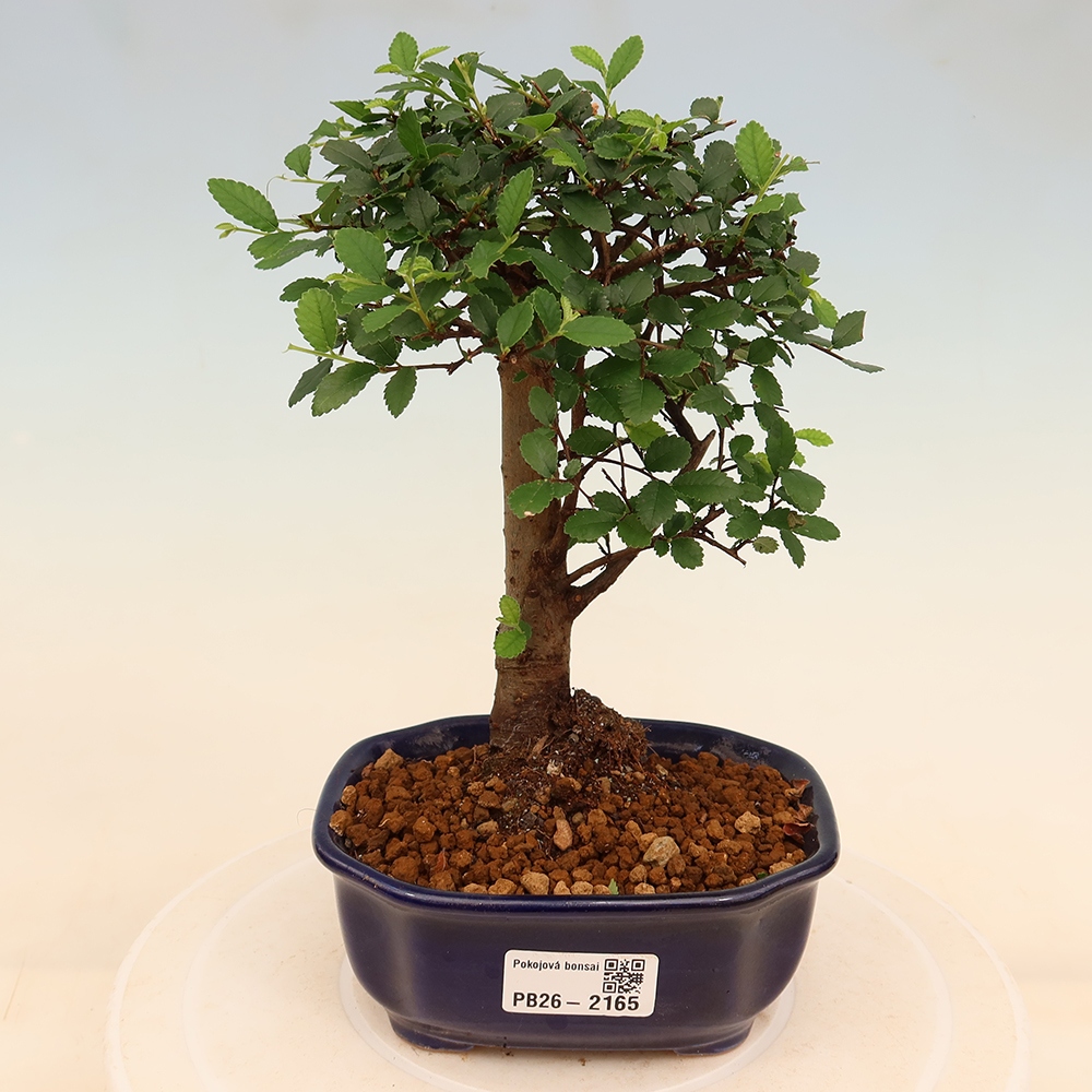 Pokój bonsai - Ulmus parvifolia - Wiąz drobnolistny