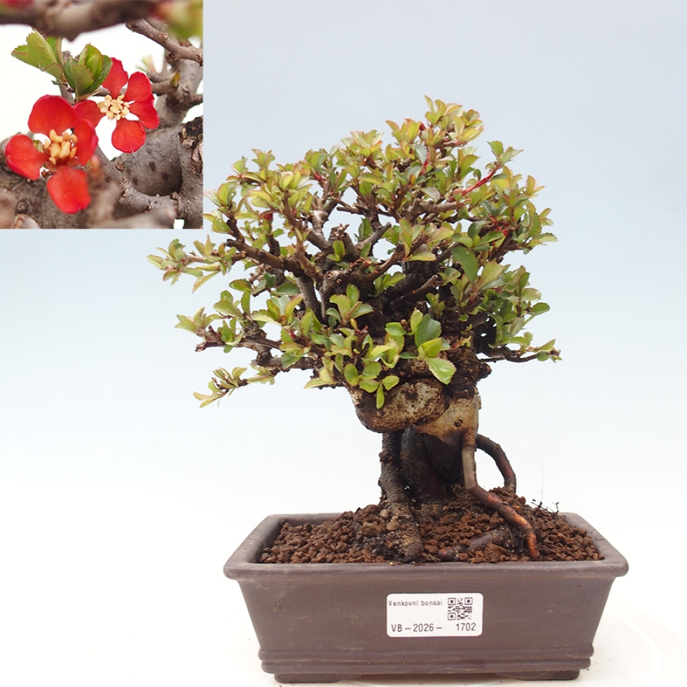 Bonsai zewnętrzne - Chaneomeles speciosa - Pigwa