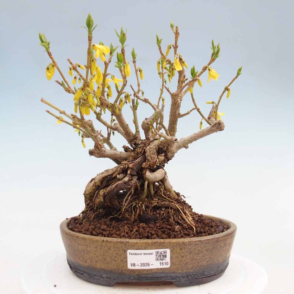 Outdoor bonsai - Zlatice - Forsycja koreańska