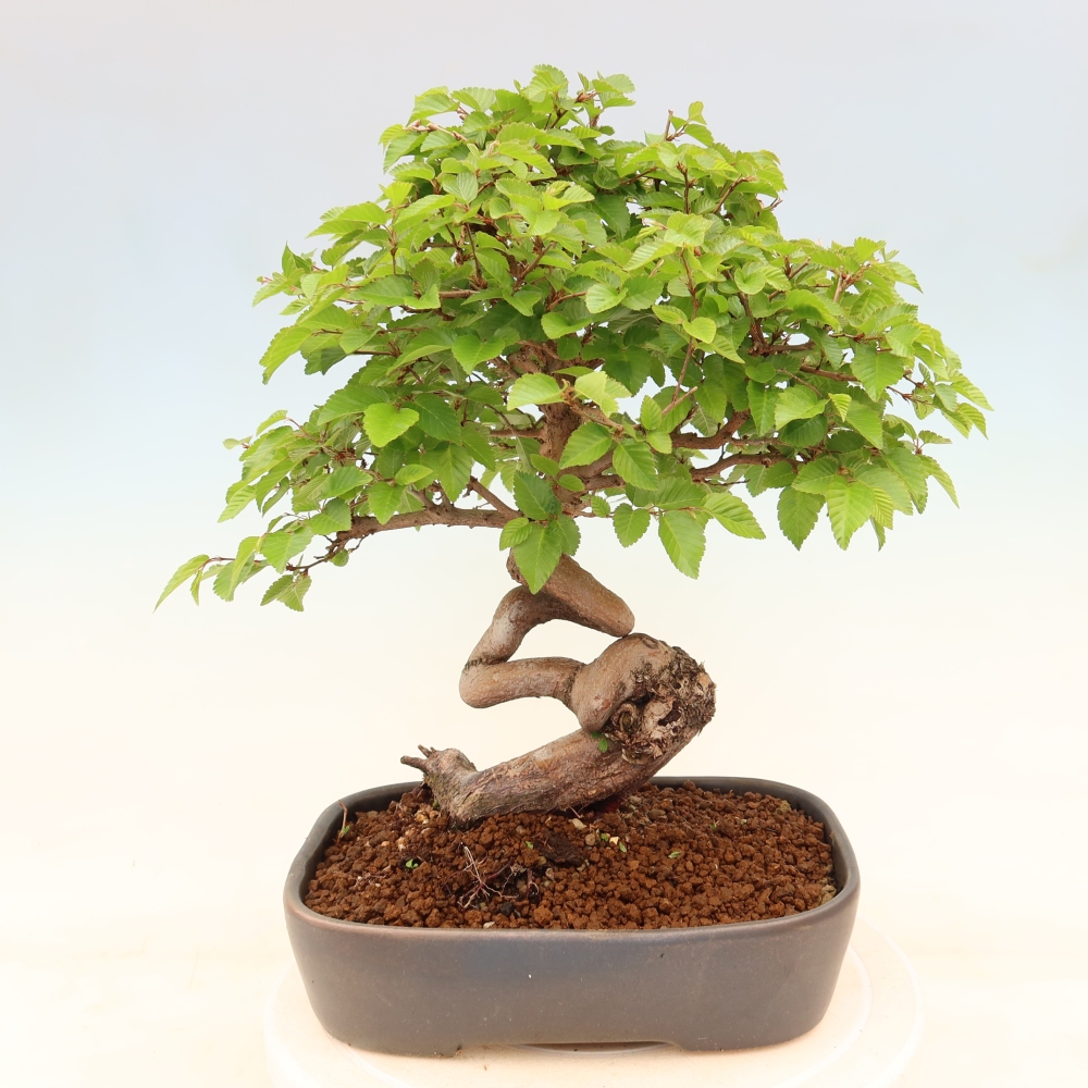 Outdoor bonsai - Carpinus coreana - grab koreański