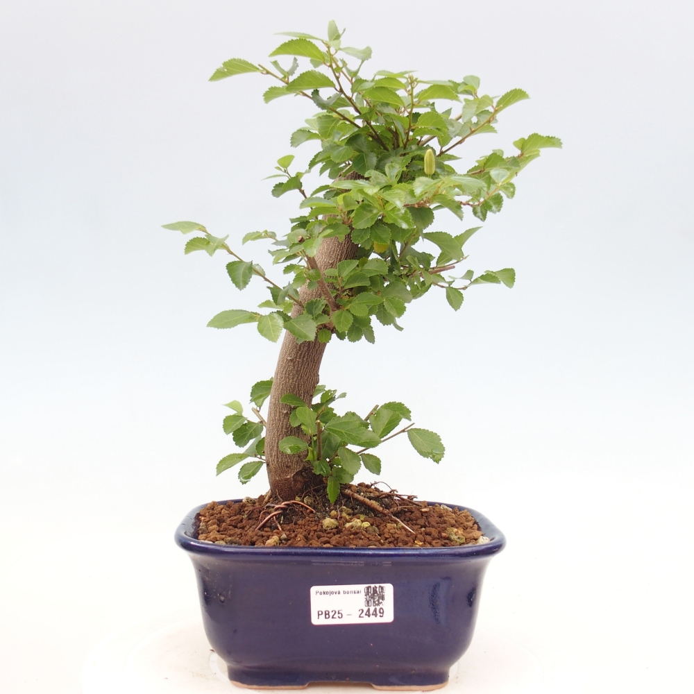 Kryty bonsai - Grewia occidentalis - Lawendowa gwiazda