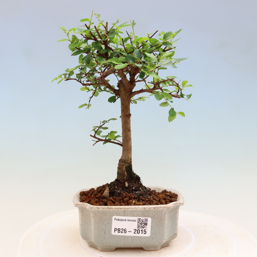 Pokój bonsai - Ulmus parvifolia - Wiąz drobnolistny