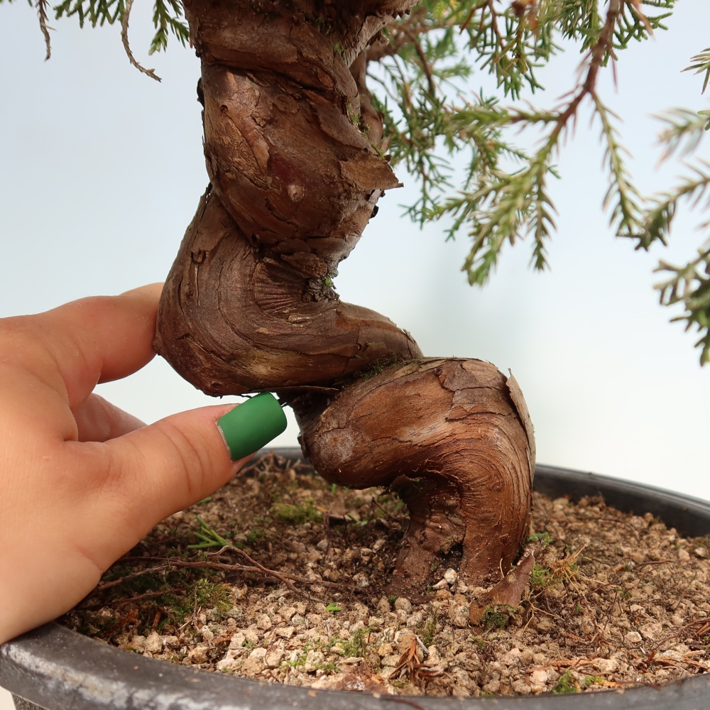 Bonsai ogrodowe – Juniperus chinensis Itoigawa – jałowiec chiński