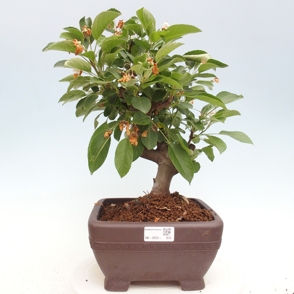 Bonsai plenerowe - Malus Halliana - Jabłoń drobnoowocowa