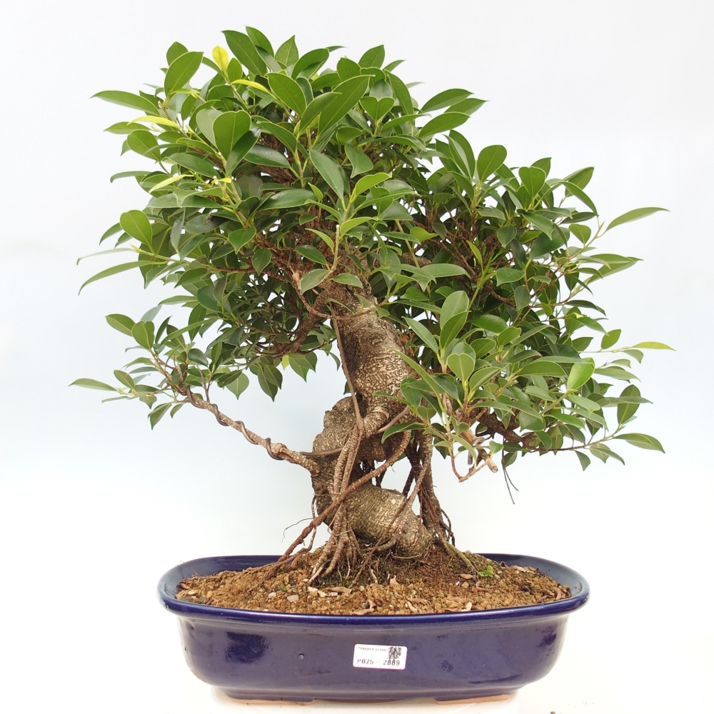 Bonsai pokojowe - Ficus kimmen - figowiec drobnolistny - WYŁĄCZNIE ODBIÓR OSOBISTY lub transport paletowy