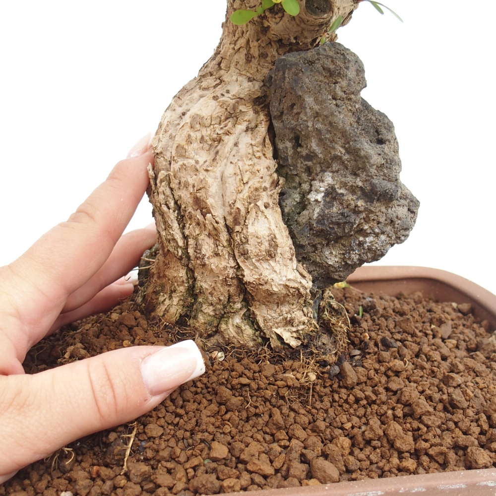 Bonsai zewnętrzne - Berberis coreana
