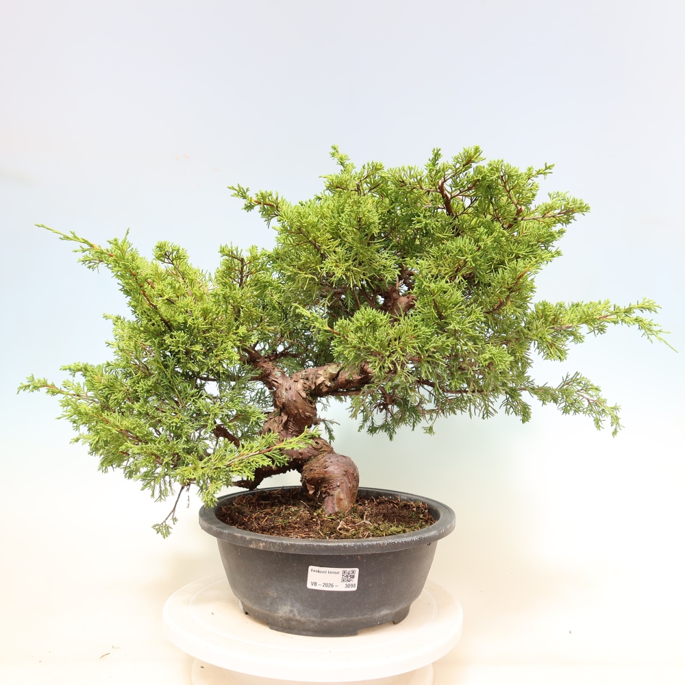 Bonsai ogrodowe – Juniperus chinensis Itoigawa – jałowiec chiński