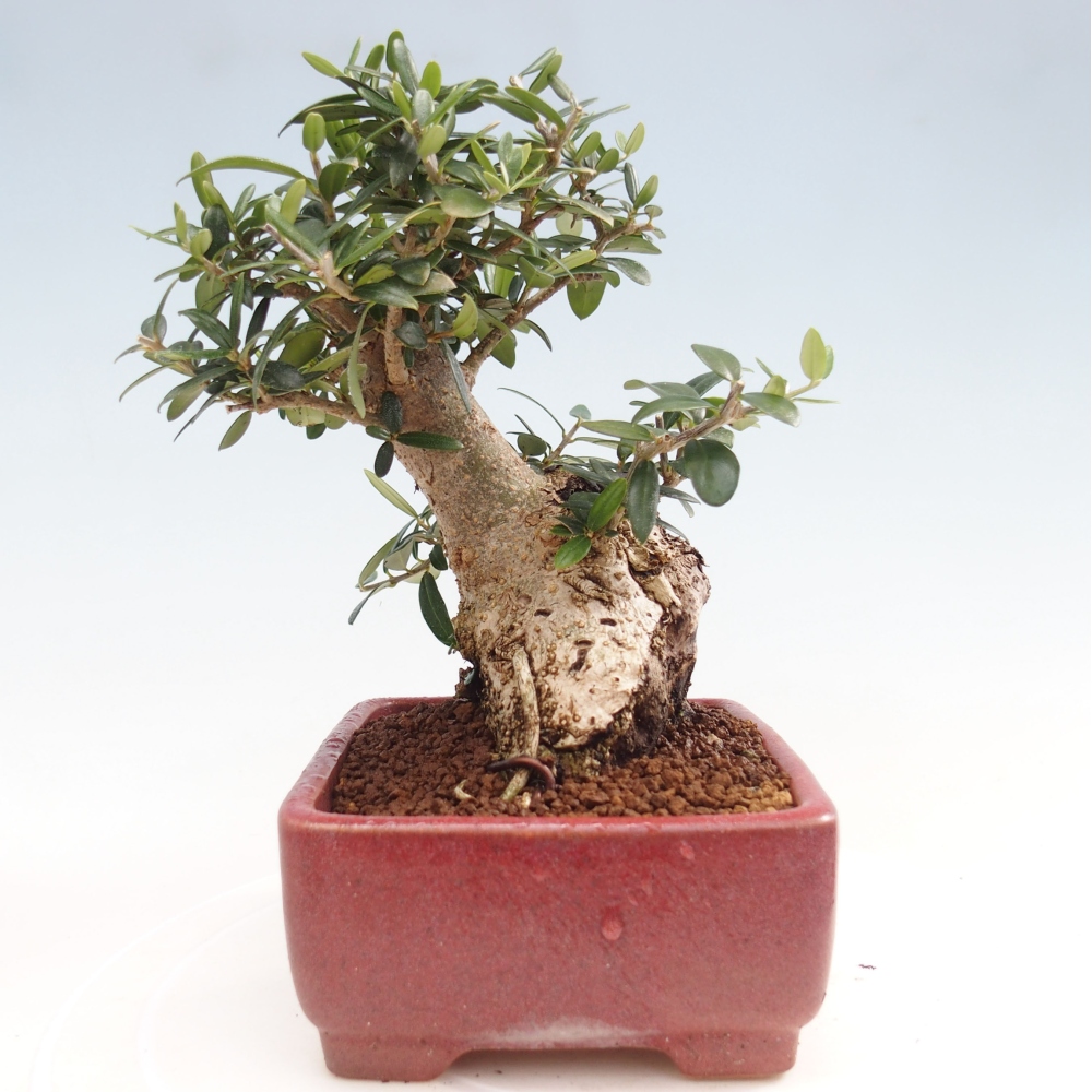 Kryte bonsai - Olea europaea sylvestris - Europejska oliwa z małych liści