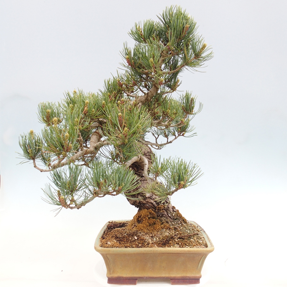 Outdoor bonsai - Pinus parviflora - Pinus parviflora