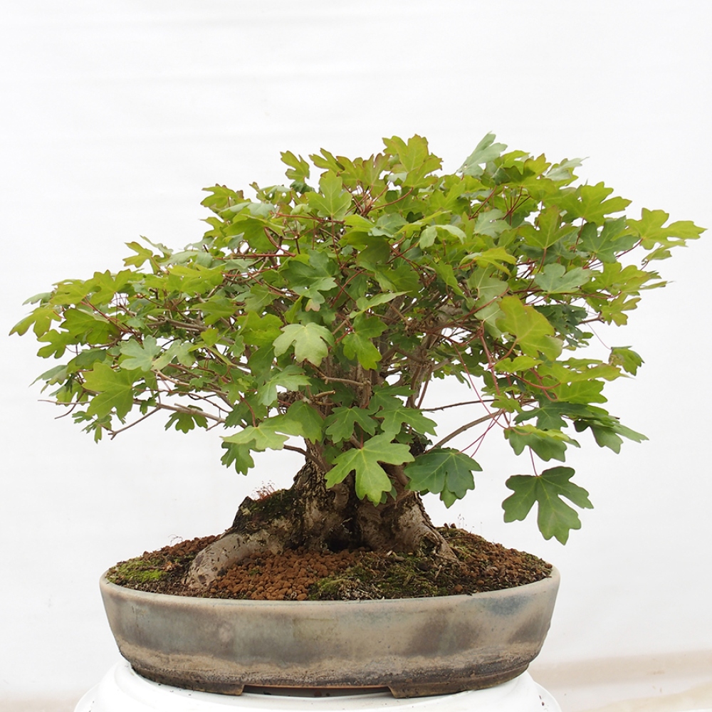Bonsai zewnętrzne - Klon dziecięcy - Acer campestre