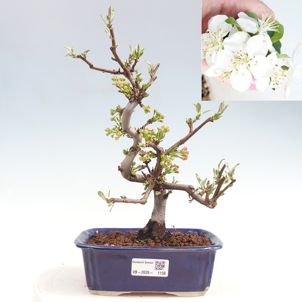 Outdoor bonsai - Malus sargentii - Jabłoń drobnoowocowa