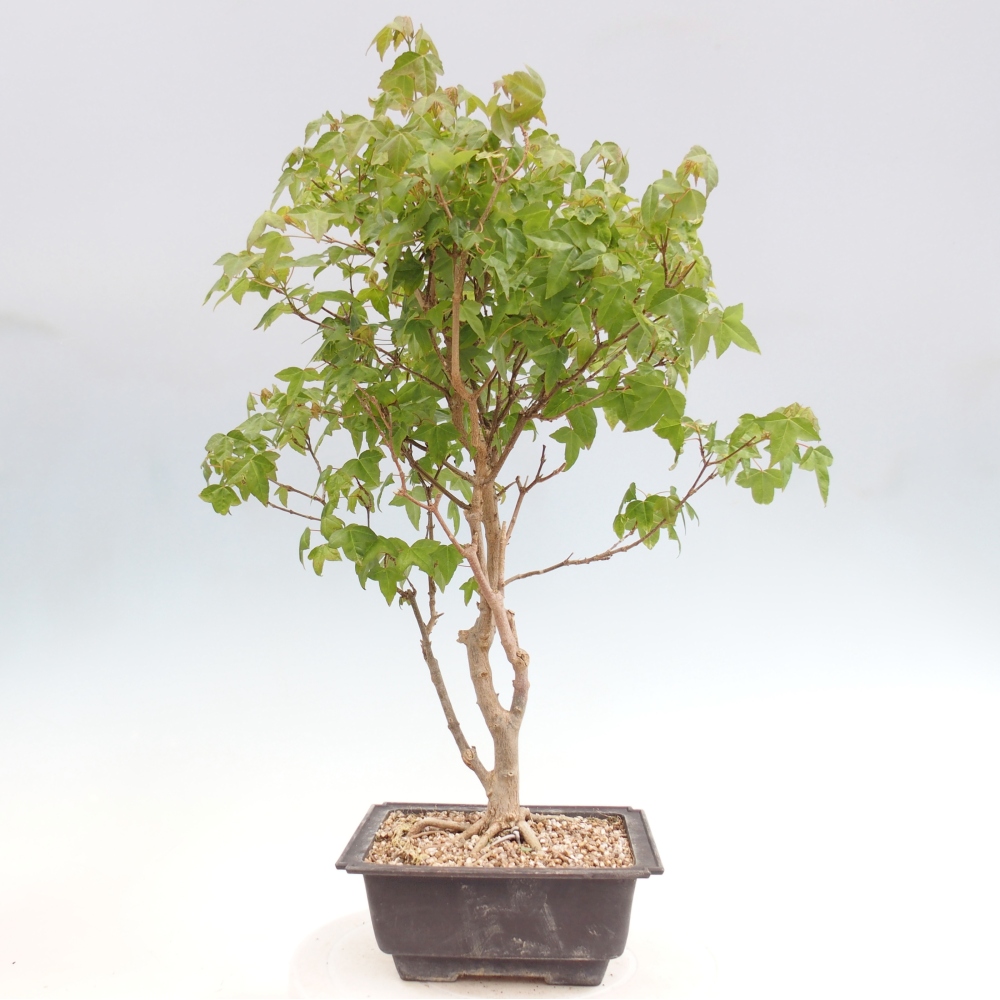 Outdoor bonsai - Acer Buergerianum - Klon Burger