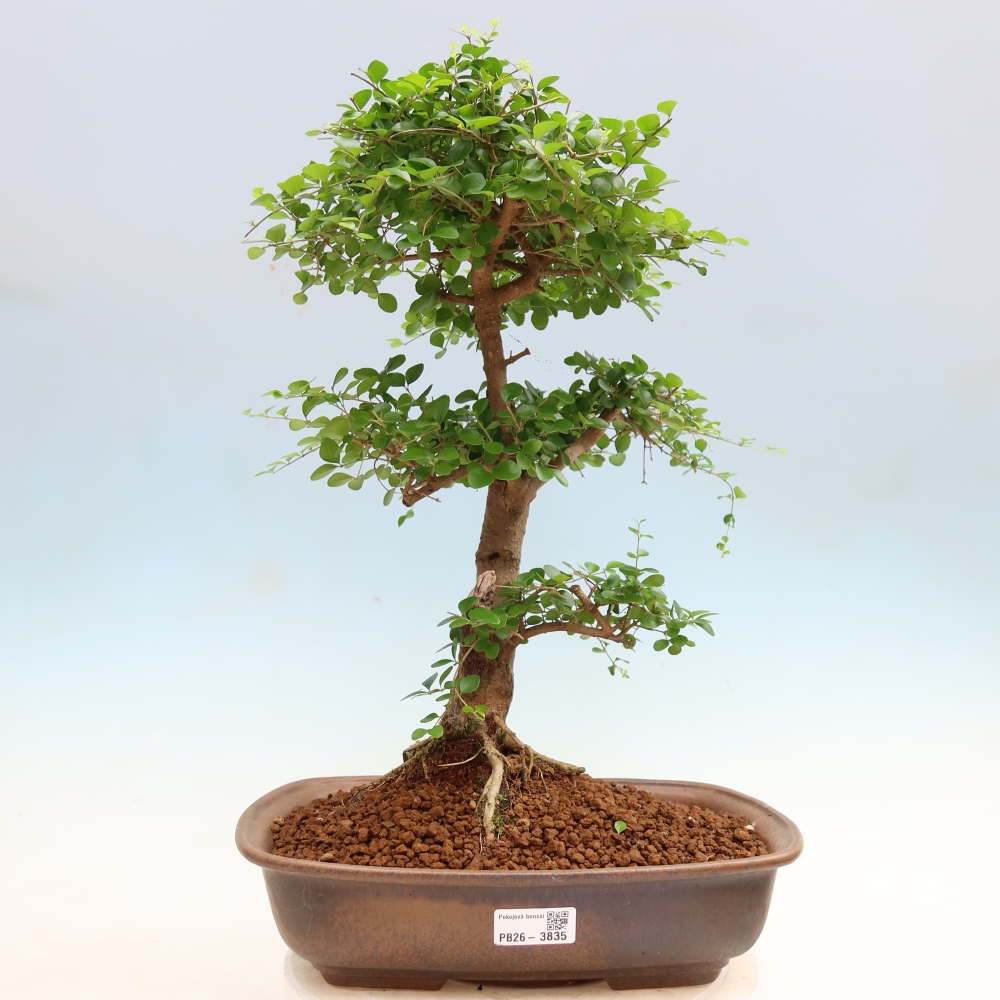 Pokój bonsai - Ligustrum retusa - dziób ptaka drobnolistnego