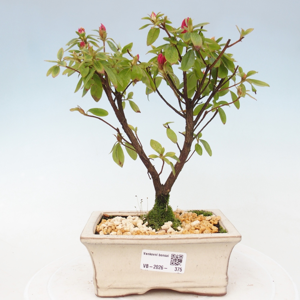 Outdoor bonsai - Azalia japońska - Azalea sp.