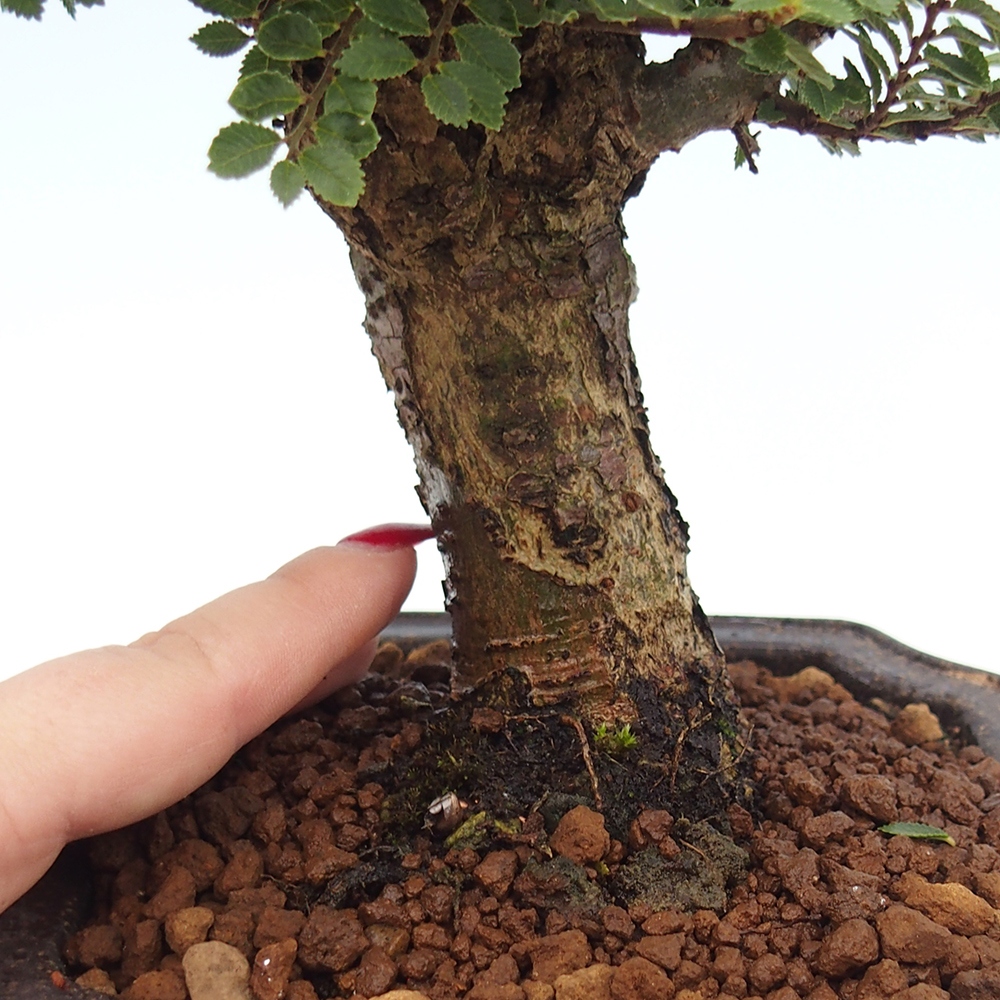 Bonsai zewnętrzne - Ulmus parvifolia Hokkaido - wiąz chiński