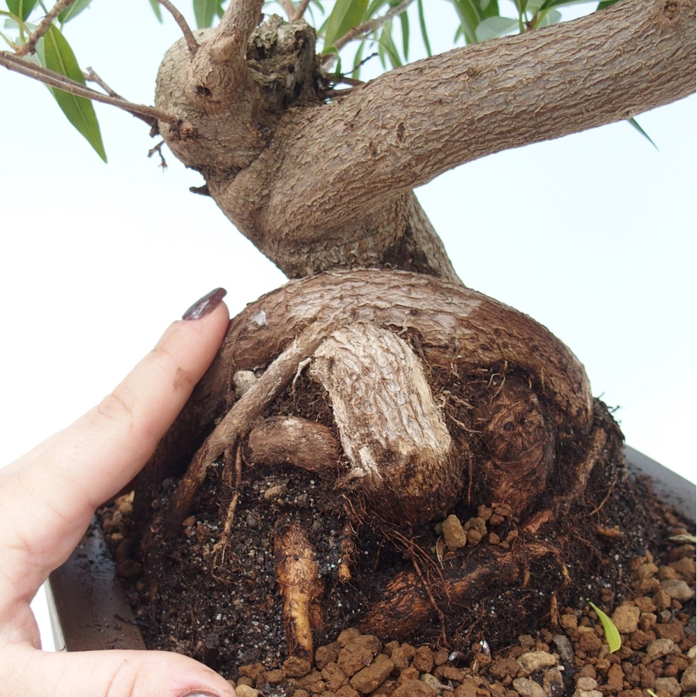 Pokój bonsai - Ficus nerifolia - figowiec drobnolistny