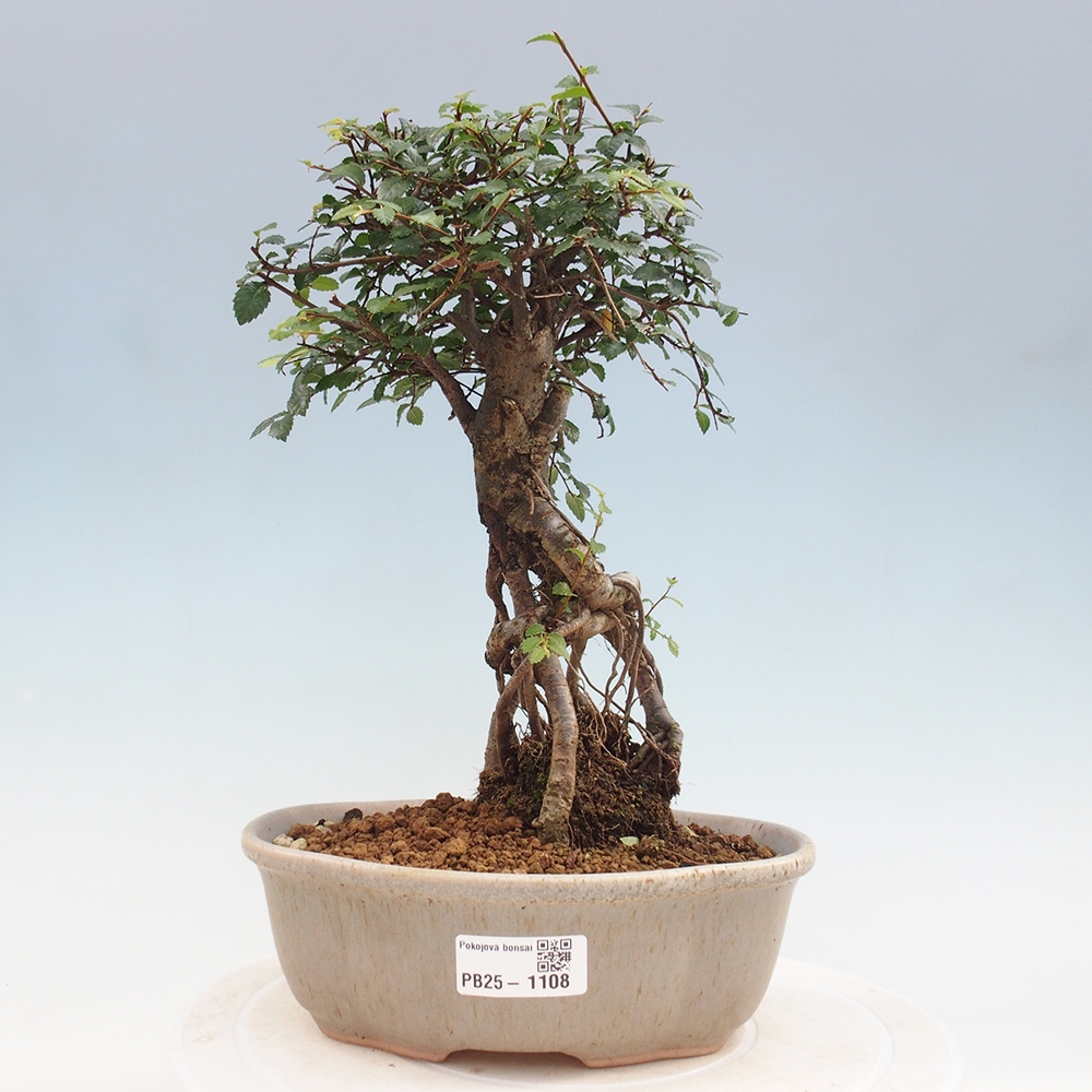 Bonsai wewnętrzne - Ulmus parvifolia - Wiąz drobnolistny