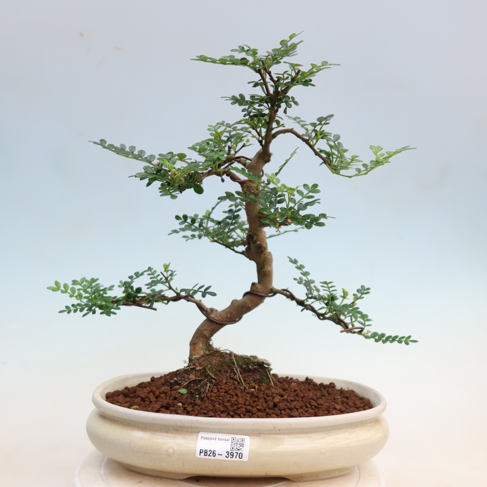 Pokój bonsai - Zantoxylum piperitum - drzewo pieprzowe