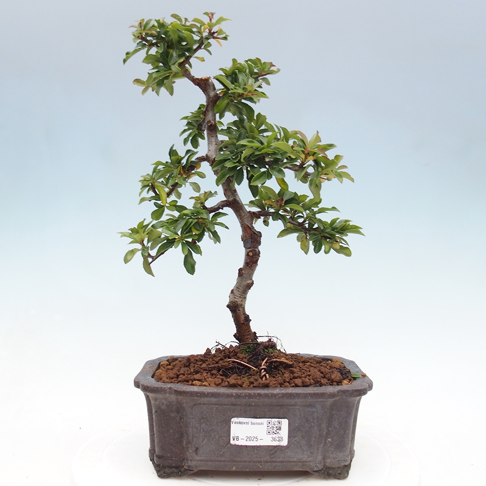 Outdoor bonsai-Pyracantha Teton -Hlox
