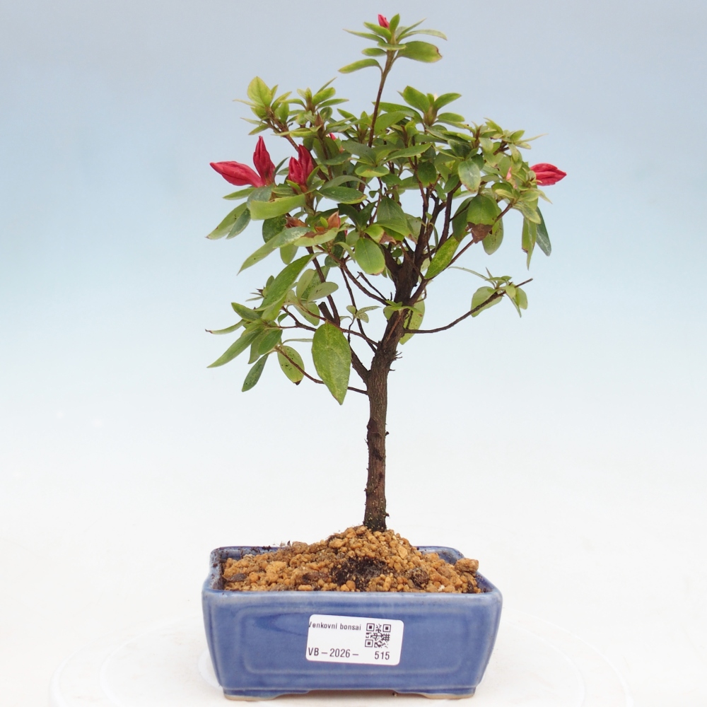 Outdoor bonsai - Azalia japońska - Azalea sp.