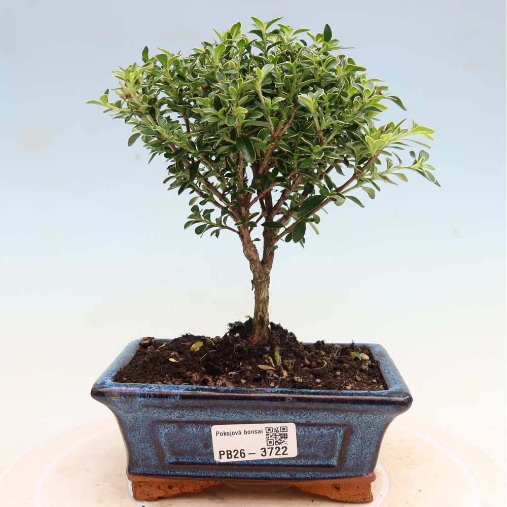 Bonsai pokojowe – Serissa foetida Variegata – Drzewo tysiąca gwiazd