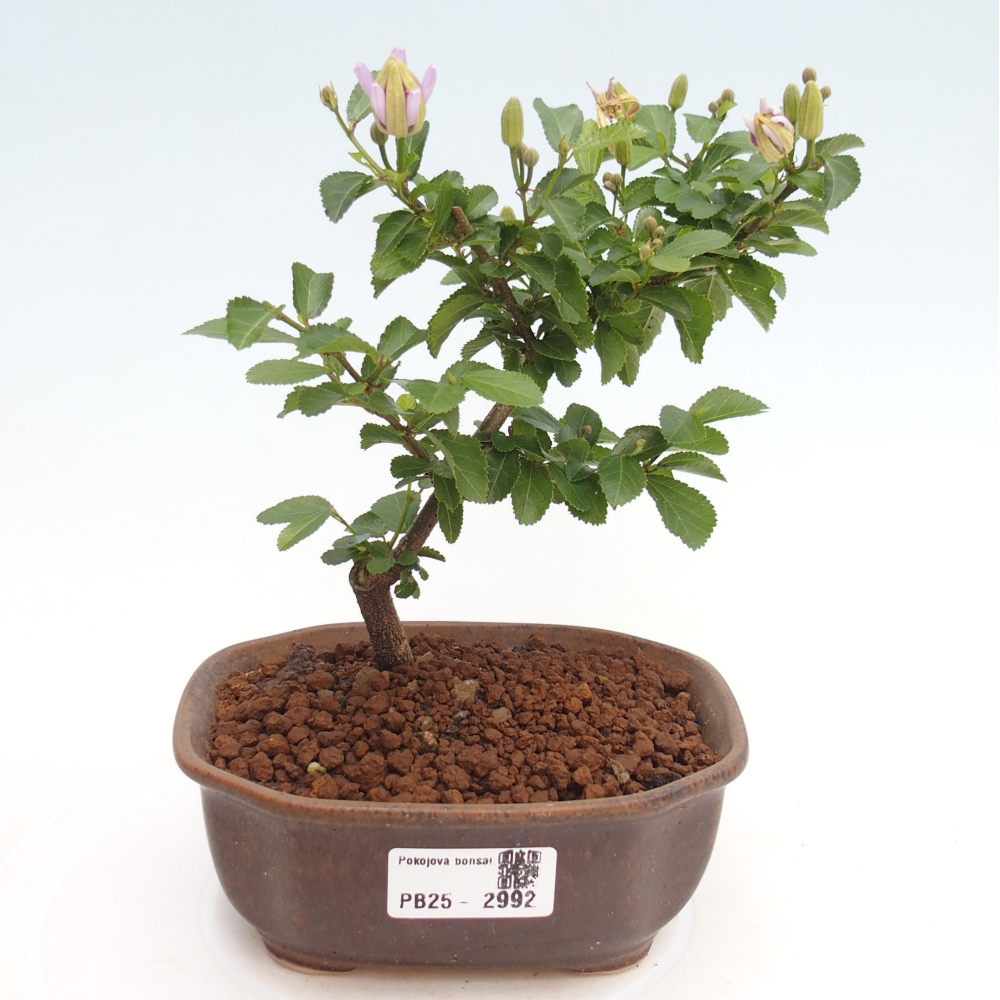 Kryty bonsai - Grewia occidentalis - Lawendowa gwiazda