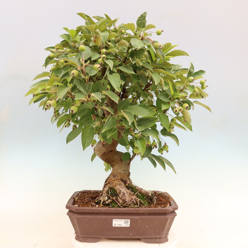 Outdoor bonsai - Malus halliana - Jabłoń drobnoowocowa