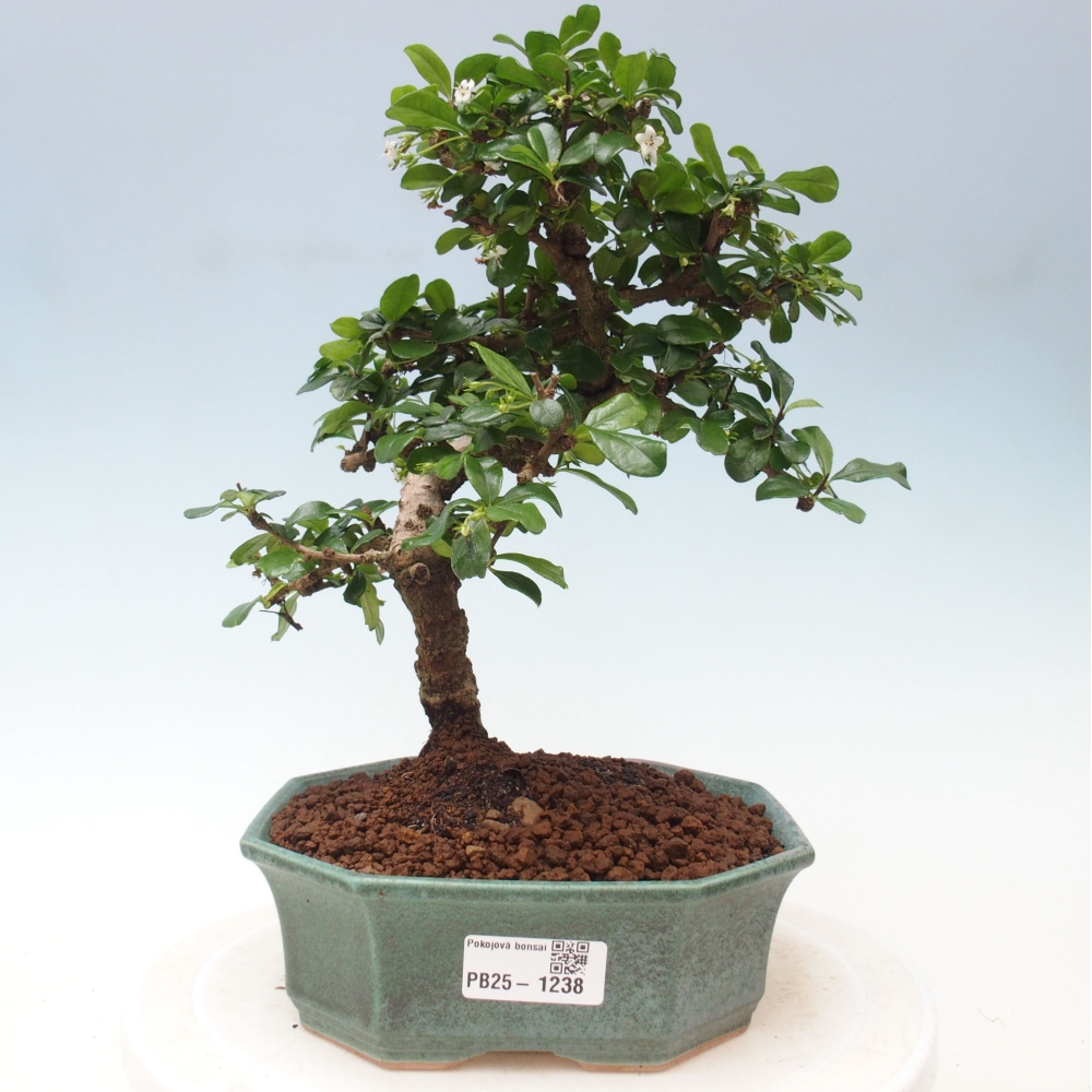 Pokój bonsai - Carmona macrophylla - Tea fuki