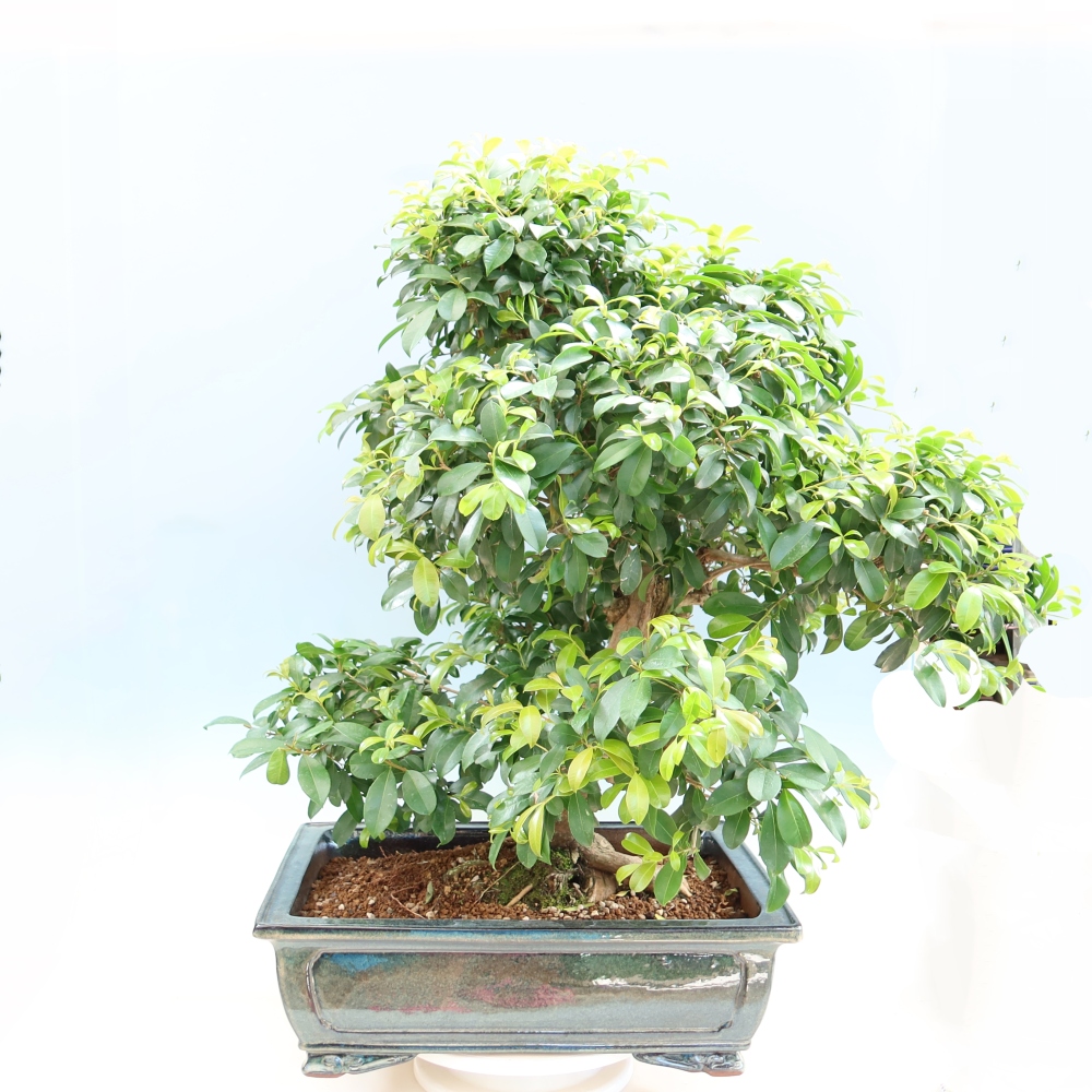Pokój bonsai - Wiśnia australijska - Eugenia uniflora