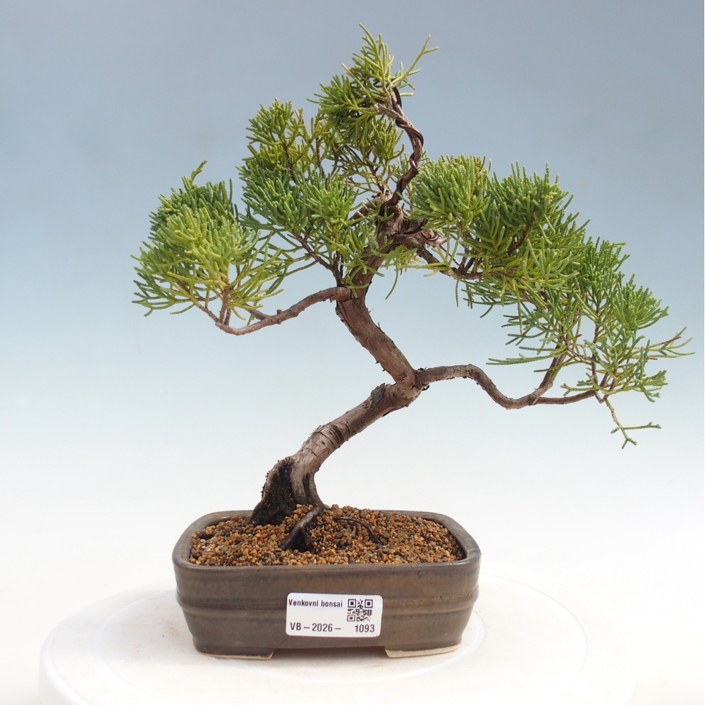 Outdoor bonsai - Juniperus chinensis Kishu