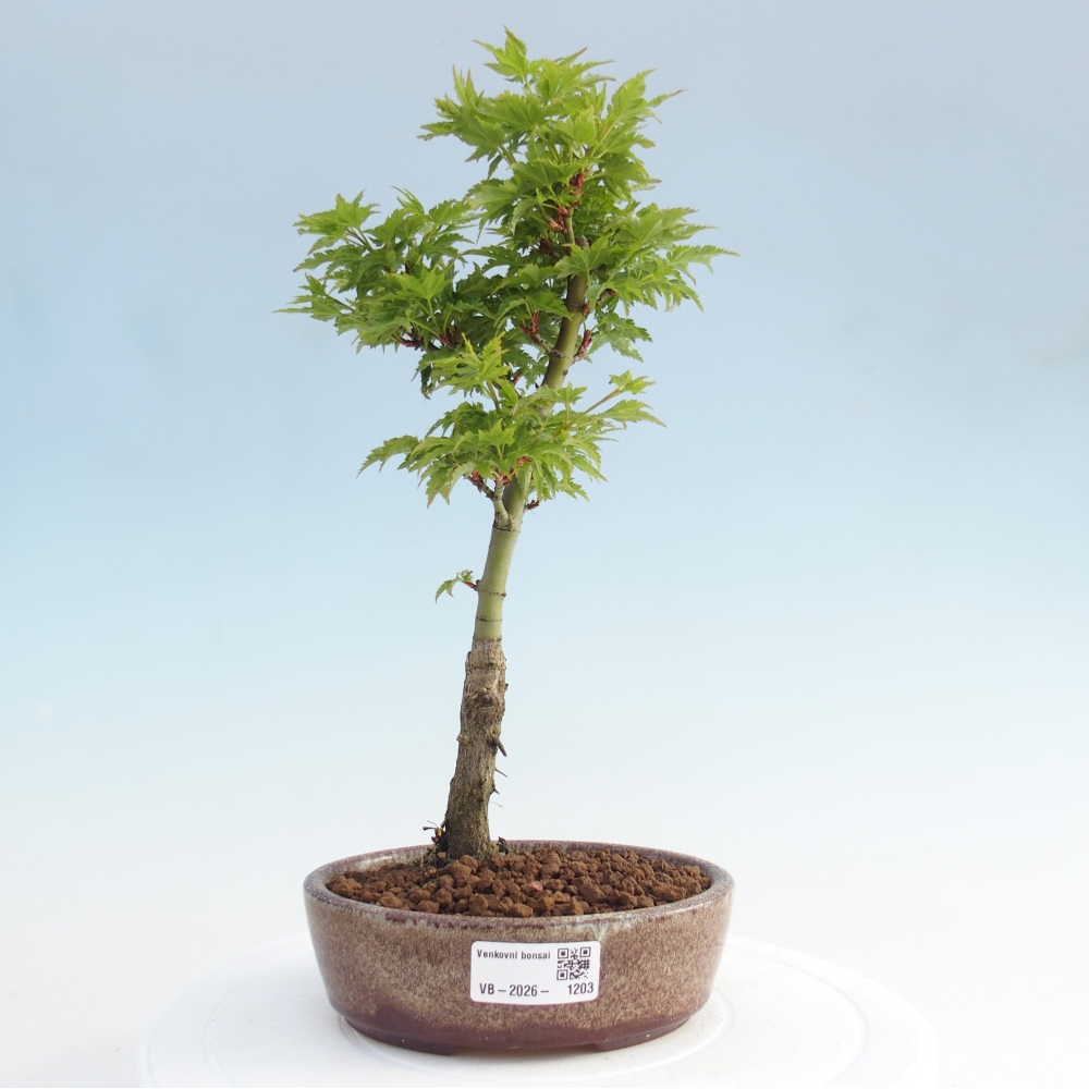 Outdoor bonsai - palma jaworowa Acer palmatum Shishigashira