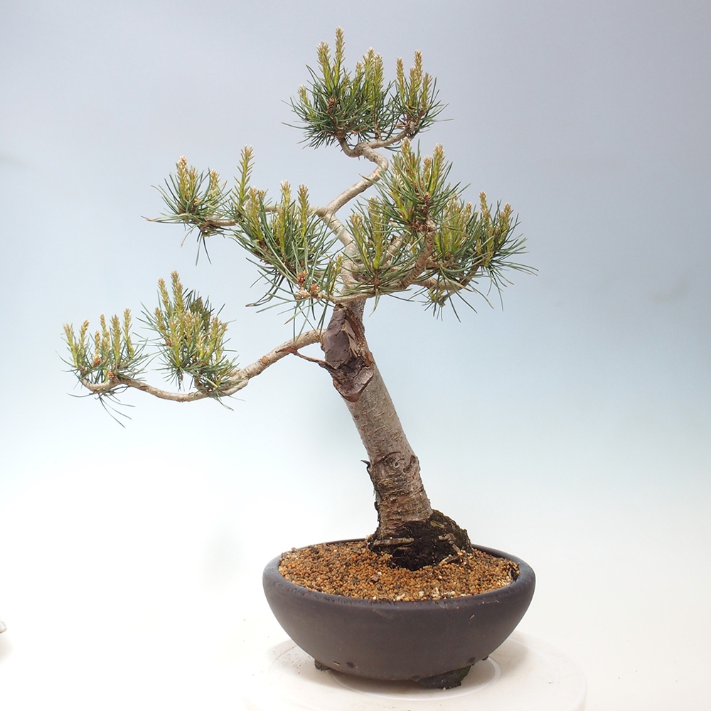 Outdoor bonsai - Pinus Sylvestris - sosna zwyczajna