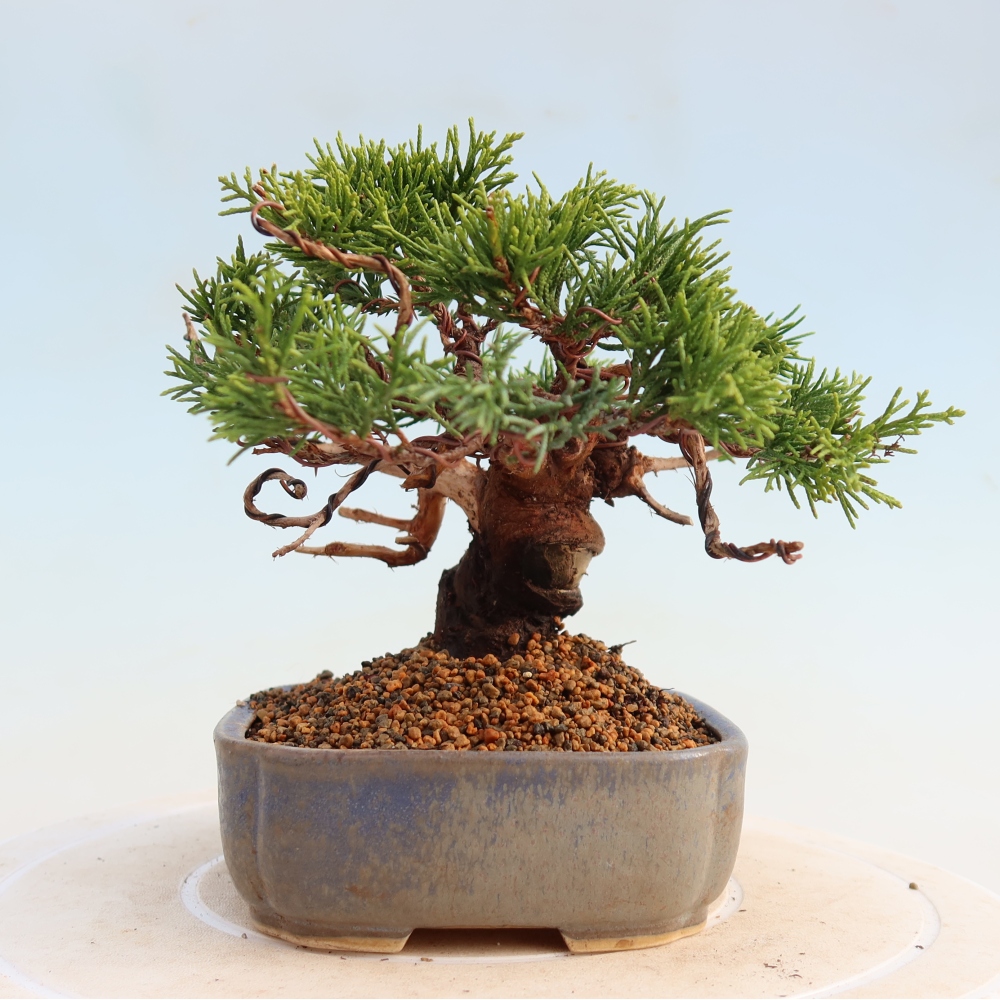 Outdoor bonsai - Juniperus chinensis Itoigawa - Jałowiec chiński