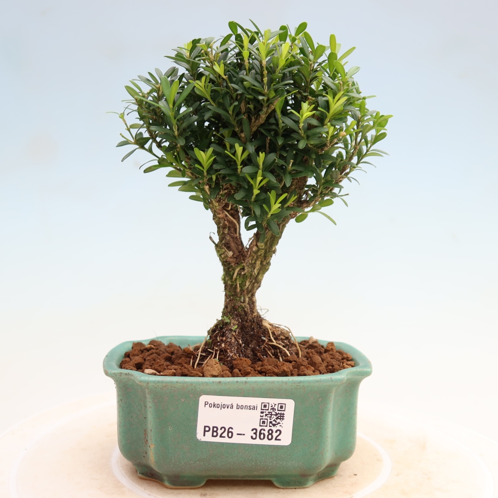 Pokój bonsai - Buxus harlandii - buxus korkowy