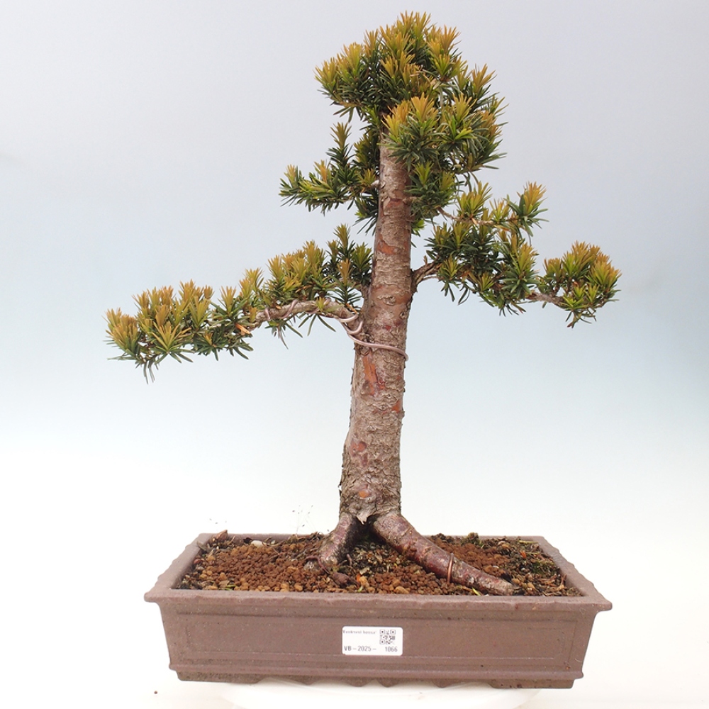 Bonsai na zewnątrz - Taxus cuspidata - cis japoński