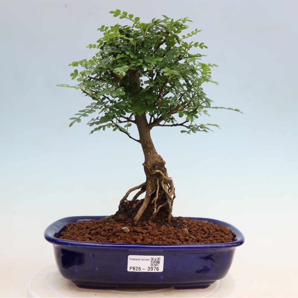 Pokój bonsai - Zantoxylum piperitum - drzewo pieprzowe