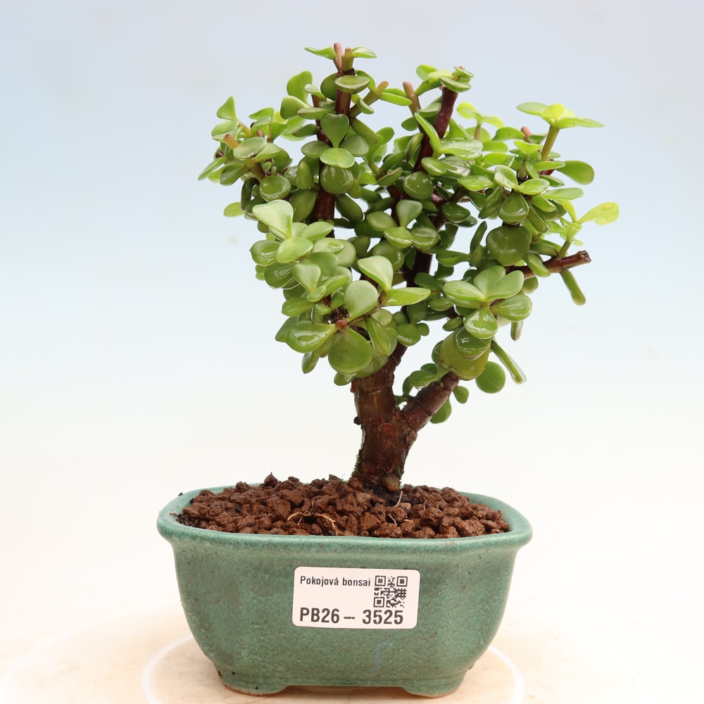 Pokój bonsai - Portulakaria Afra - Tlustice