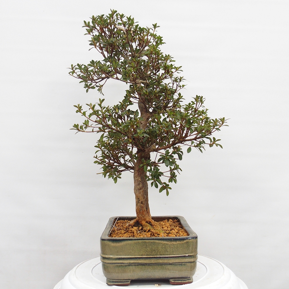 Bonsai zewnętrzne - Azalia japońska - Azalia Hanatsuzuri